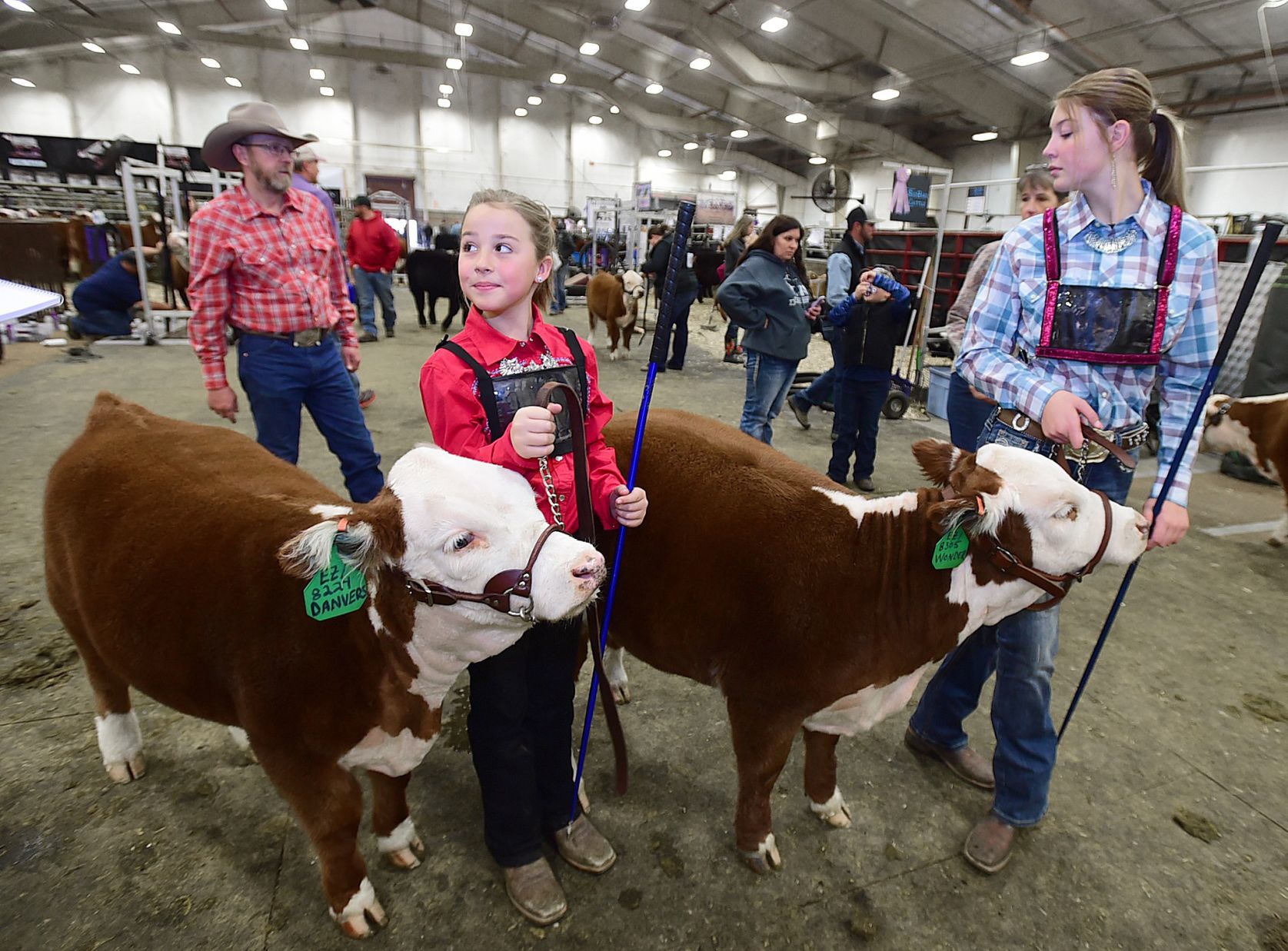 Miniature cow show